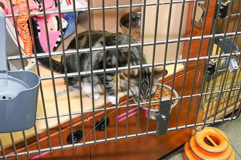 Home at Last Rescue, a dog-friendly animal rescue in Berkeley, California