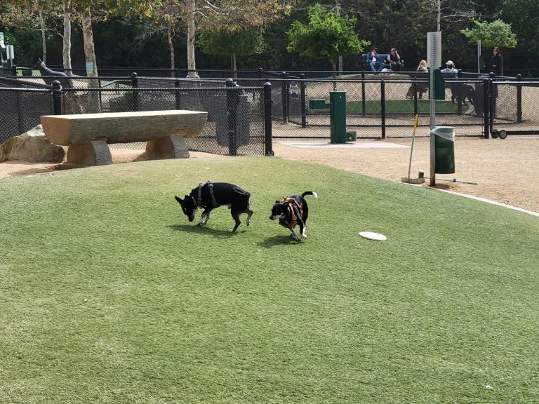 Jacaranda Dog Park Google Places photo