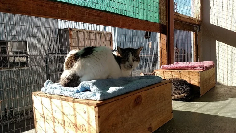 Jameson Animal Rescue Ranch, a dog-friendly animal rescue in St. Helena, California