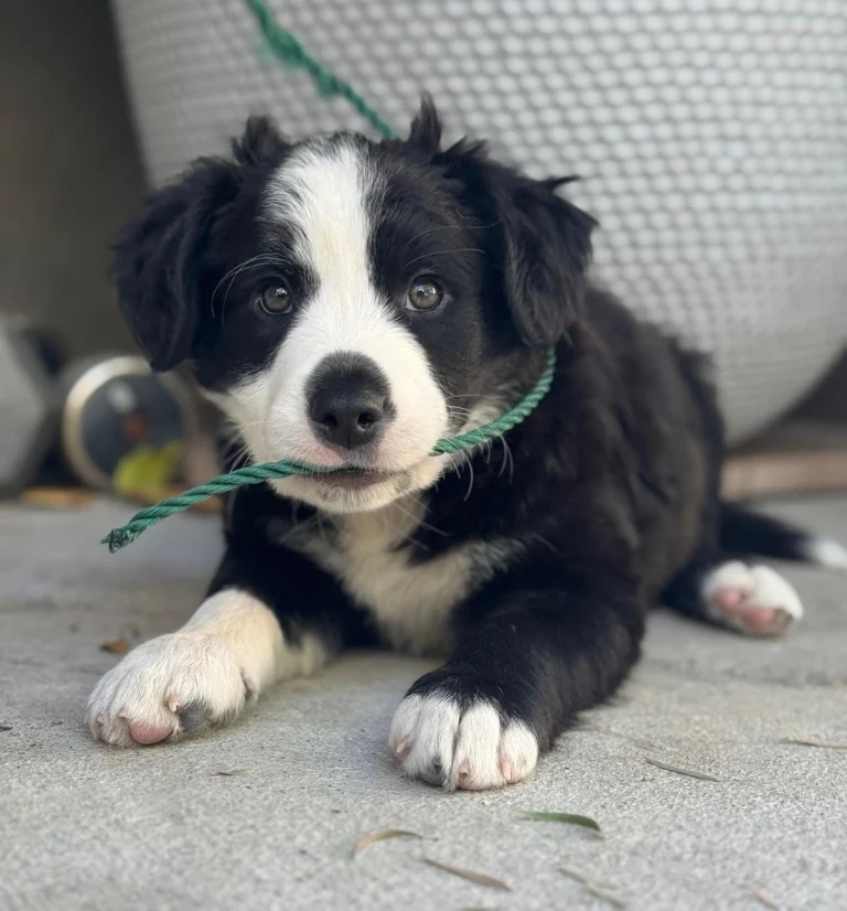 L.A. Love & Leashes, a dog-friendly animal rescue in Santa Monica, California