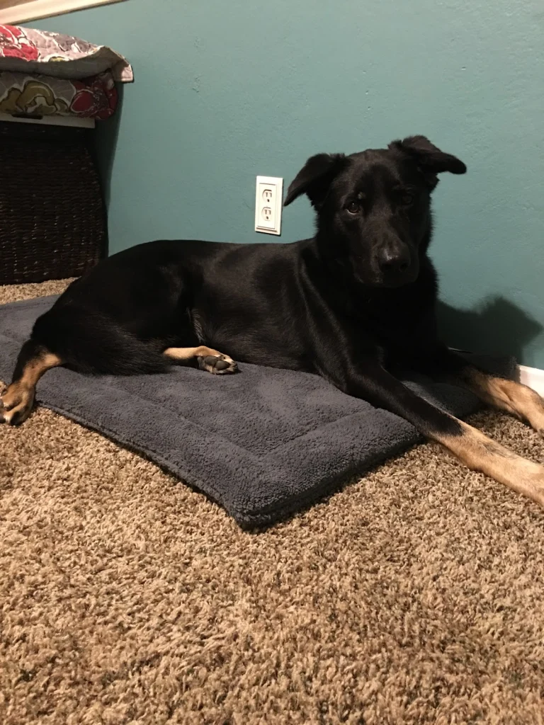 Labradors and Friends Dog
