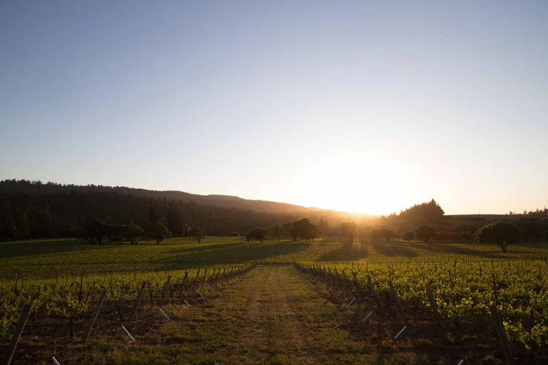 Long Meadow Ranch Winery - Anderson Valley Tasting Room, a dog-friendly winery in Philo, California