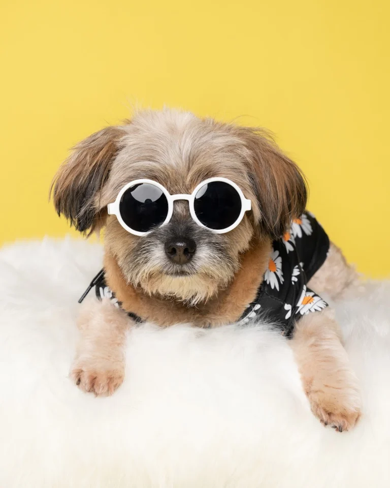 Love Pets Photography, a dog-friendly local service in Los Angeles, California