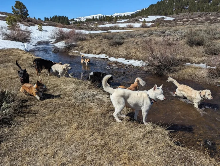Mammoth Lake Dog Walkers, a dog-friendly pet boarding facility in Mammoth Lakes, California