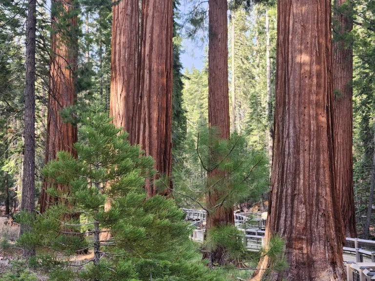 Mariposa Grove Arrival Area Trailhead