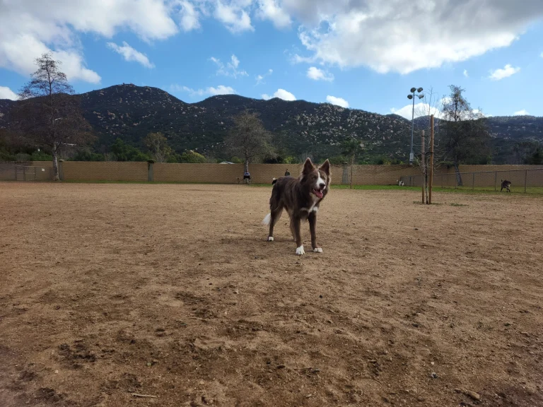 Mayflower Dog Park