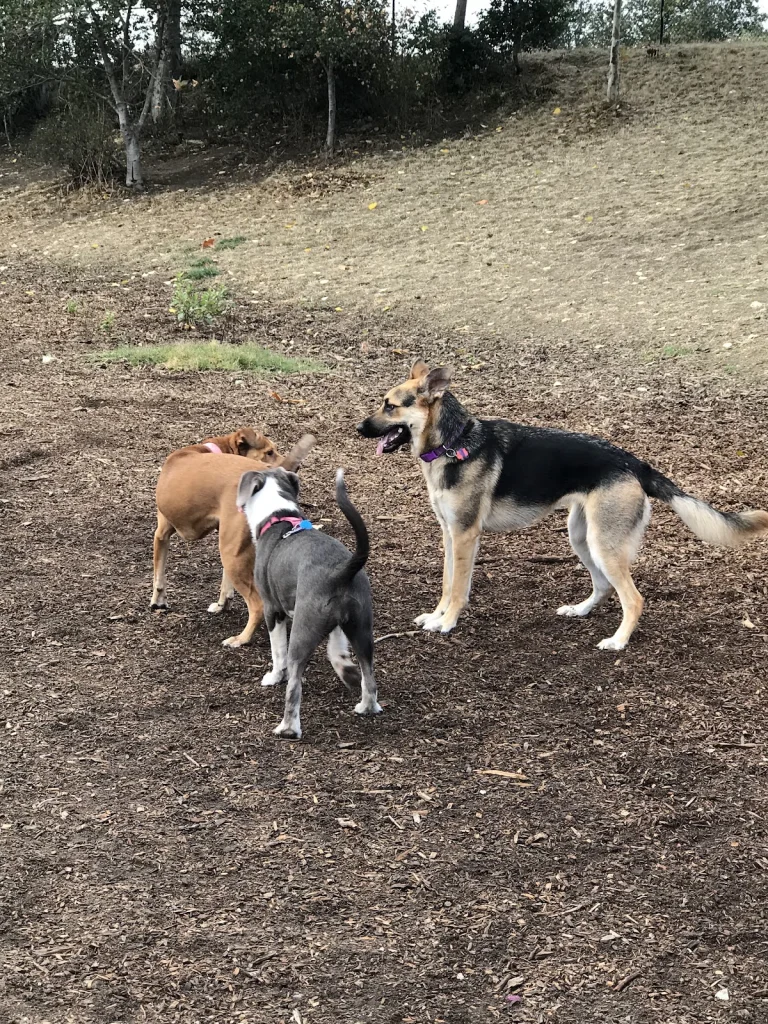 Mimi De Marta Dog Park