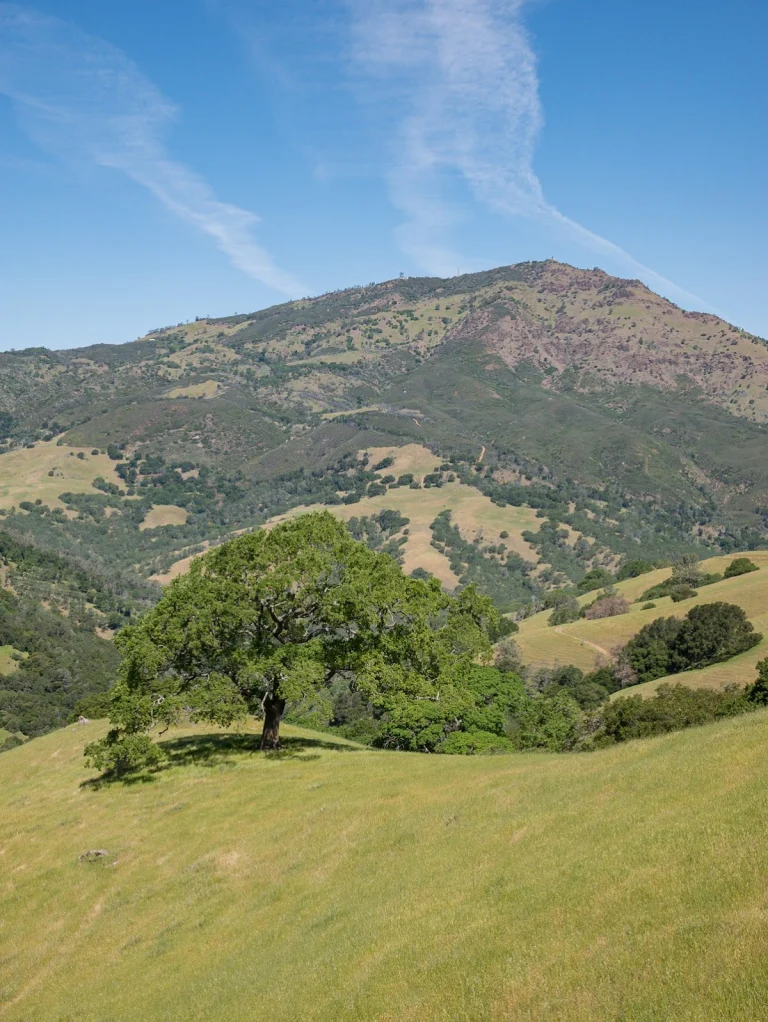 Morgan Territory Addition Fire road — Google Places photo