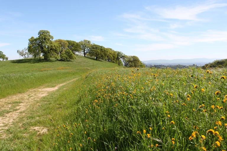 Flowers, grass and trees line a sunny trail.