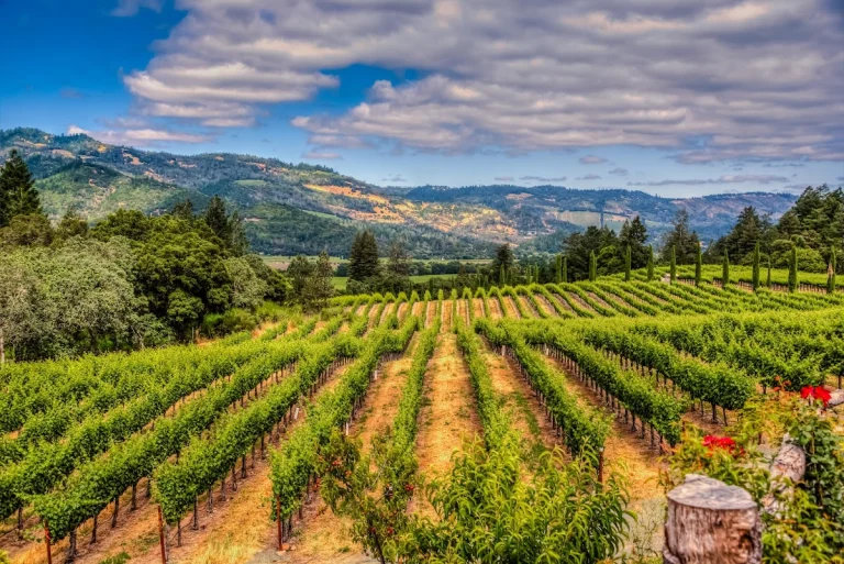 Napa Valley, a dog-friendly veterinary clinic in Napa, California