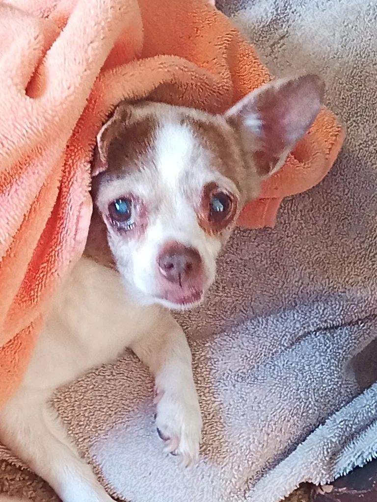 Paw Fund, a dog-friendly animal rescue in Emeryville, California