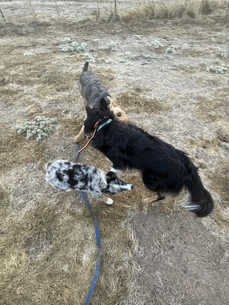 Paws Ranch Retreat, a dog-friendly pet supply store in Mariposa, California