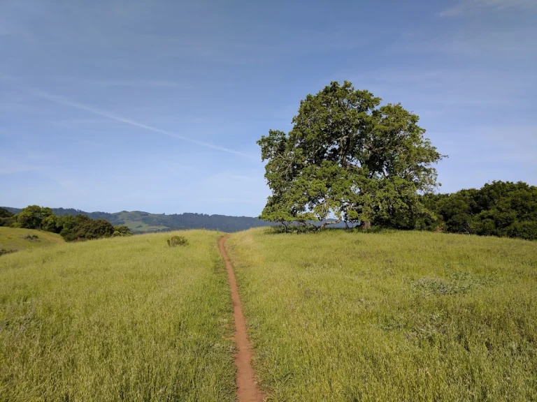 Pearsons-Arastradero Preserve, a dog-friendly hiking trail in Palo Alto, California