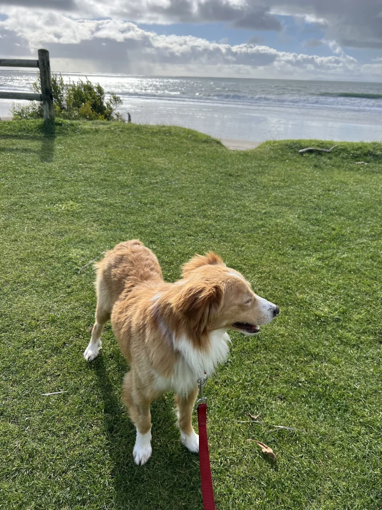 Perfect Pet Rescue, a dog-friendly animal rescue in Los Angeles, California