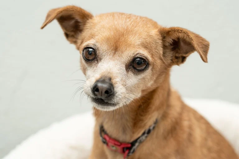 The Pet Adoption Center, a dog-friendly animal rescue in Lake Forest, California