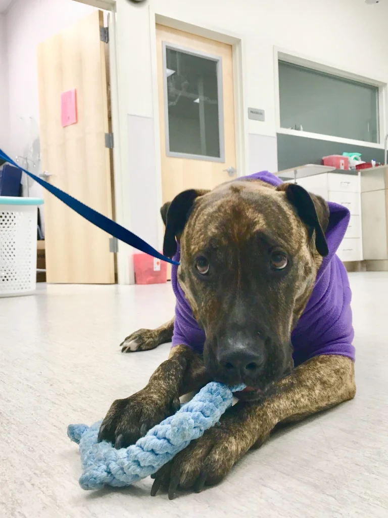PETS Referral and Emergency, a dog-friendly veterinary clinic in Berkeley, California