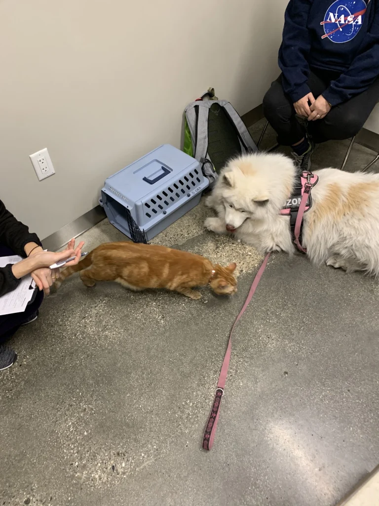 Pets to Vets