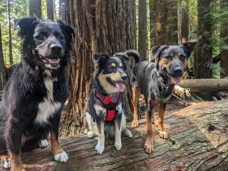 Pine Hill Pet Care