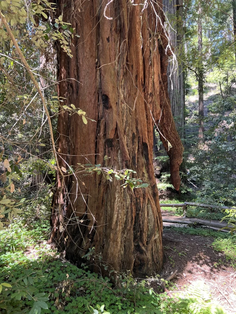 Pioneer Nature trail — Google Places photo