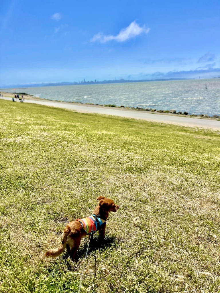 Point Isabel Dog Owners, a dog-friendly local service in Richmond, California