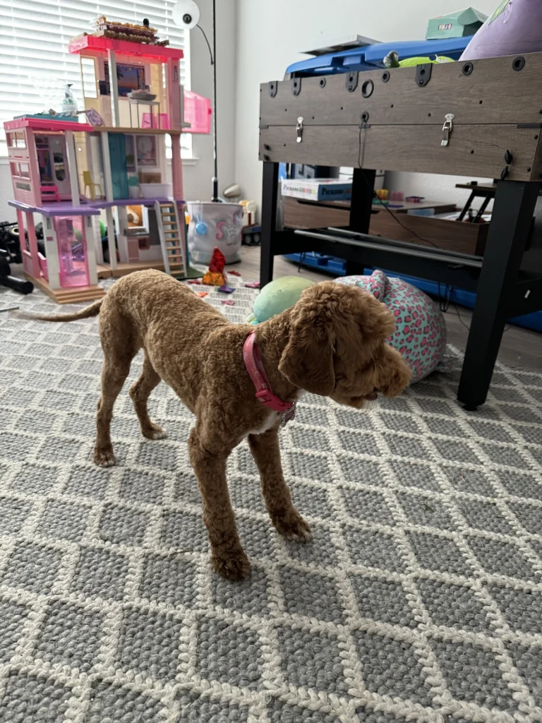 Posh Paws Grooming, a dog-friendly dog grooming salon in Rocklin, California
