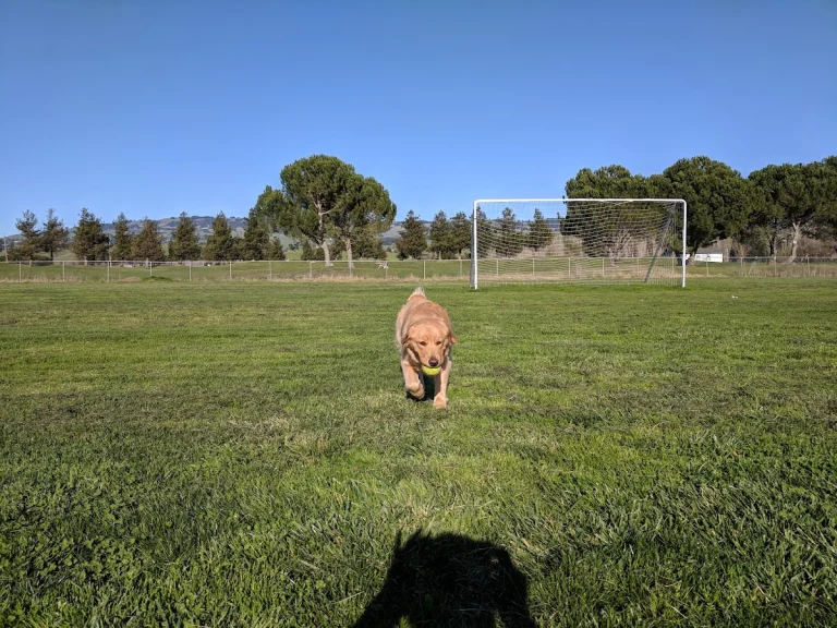 Prince Park, a dog-friendly park in Petaluma, California
