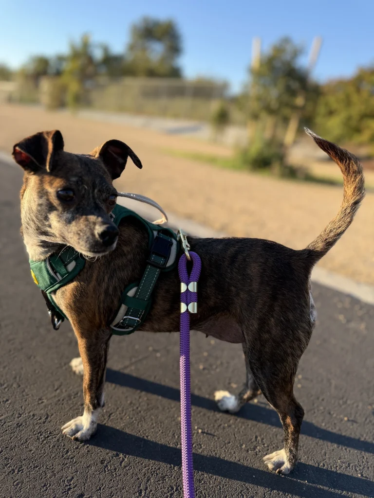 Pug Rescue of San Diego County, a dog-friendly animal rescue in San Diego, California