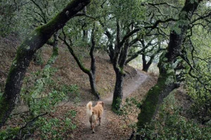 Best-kept dog secrets on the San Francisco Peninsula