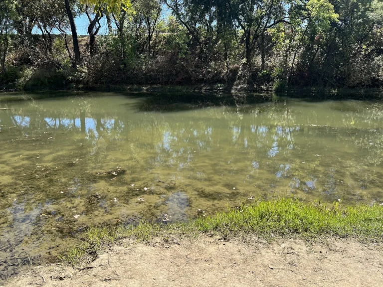 Putah Creek Reserve Trail, a dog-friendly hiking trail in Davis, California