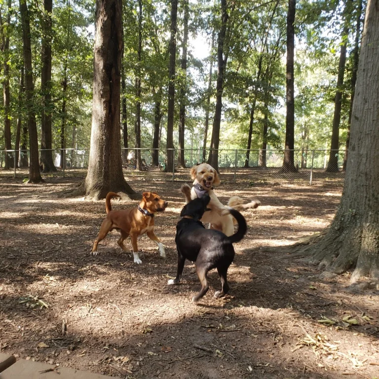 Raleigh Dog Park, a dog-friendly dog park in Santa Clara County, California