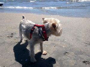 Rosie's Dog Beach Google Places photo