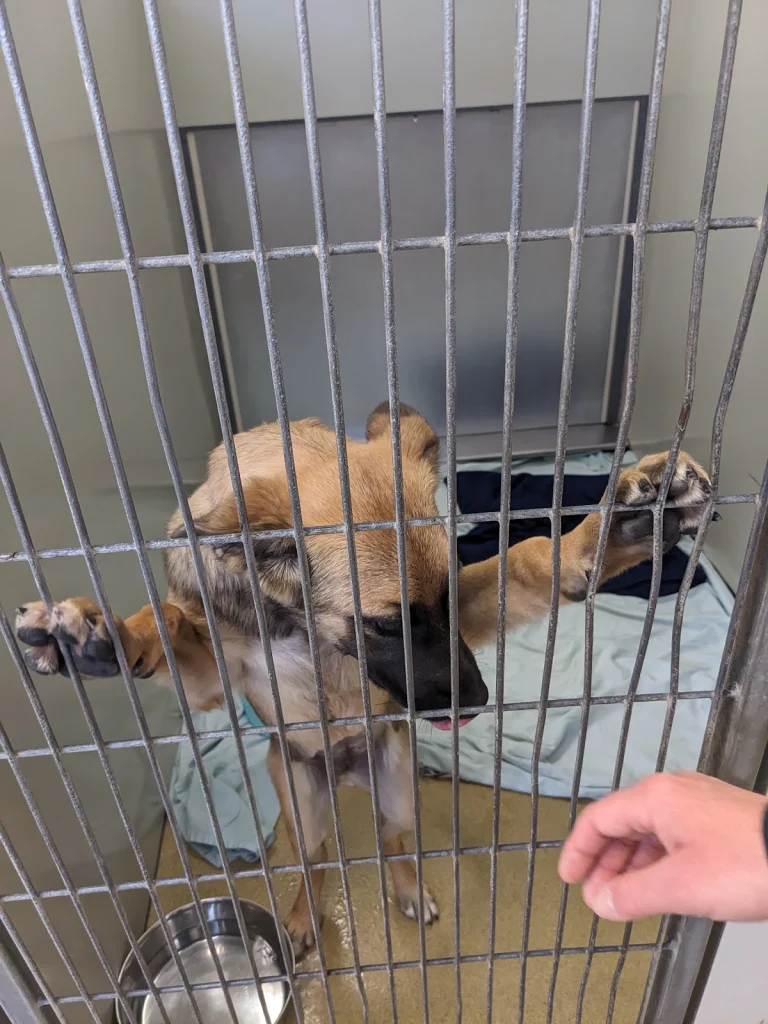 San Diego Humane Society