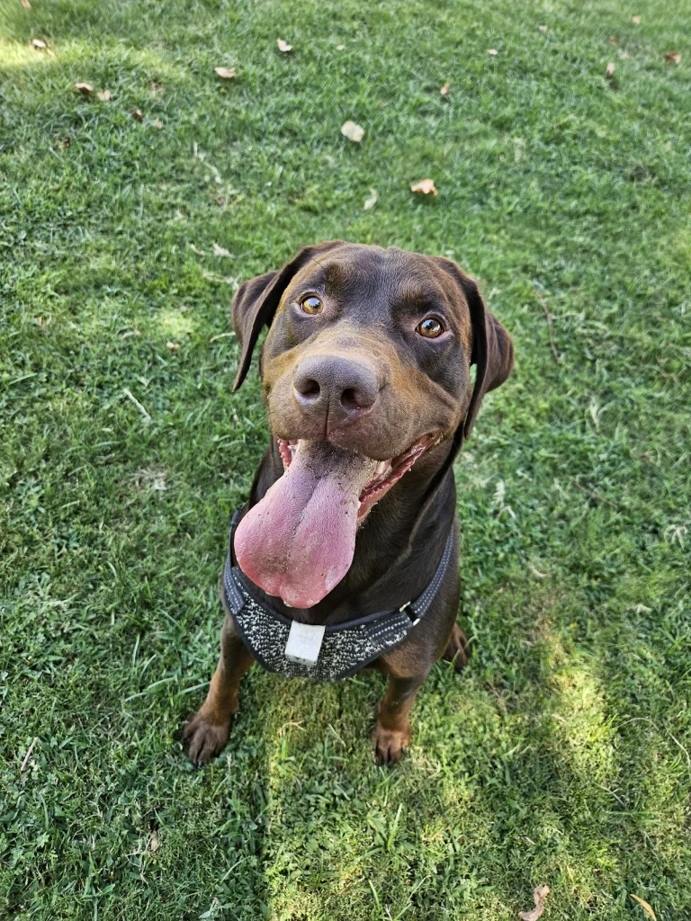 Seasons Dog Park