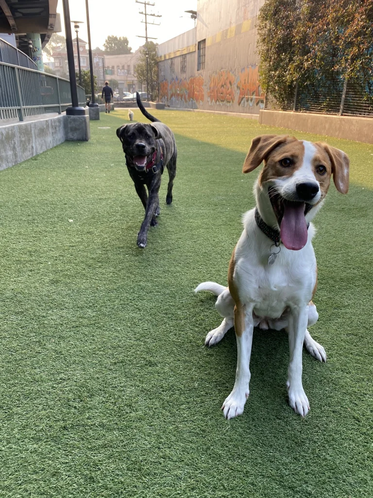 Seth Green Canine Care