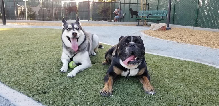 Signal Hill Dog Park Google Places photo