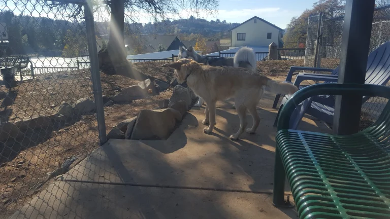 Sonora Sunrise Rotary Dog Park Google Places photo