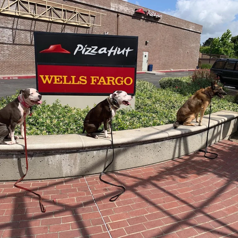 South County Tail Waggers, a dog-friendly animal rescue in Gilroy, California