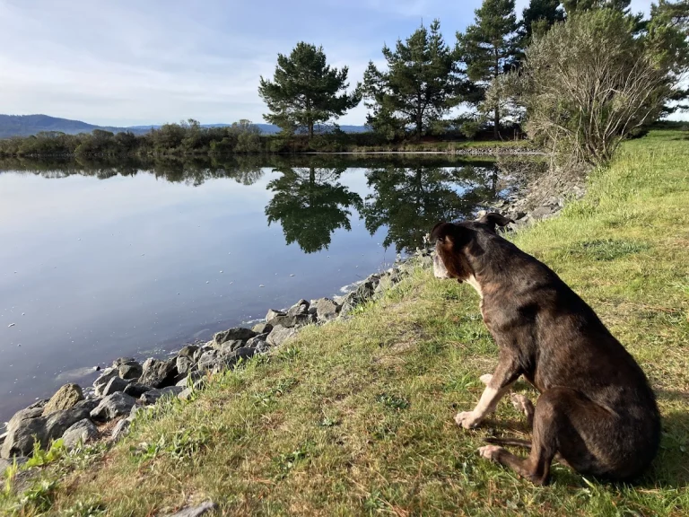 Sunny Brae Animal Clinic, a dog-friendly local service in Arcata, California