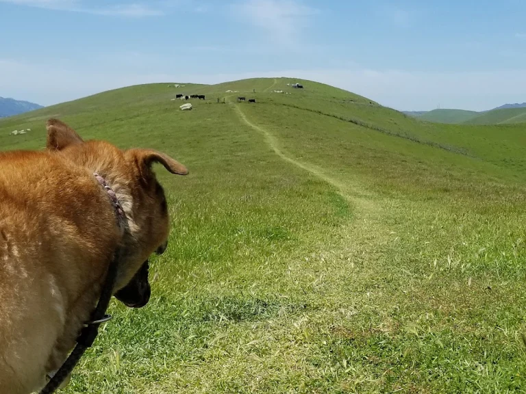Tasajara Ridge Dog Park