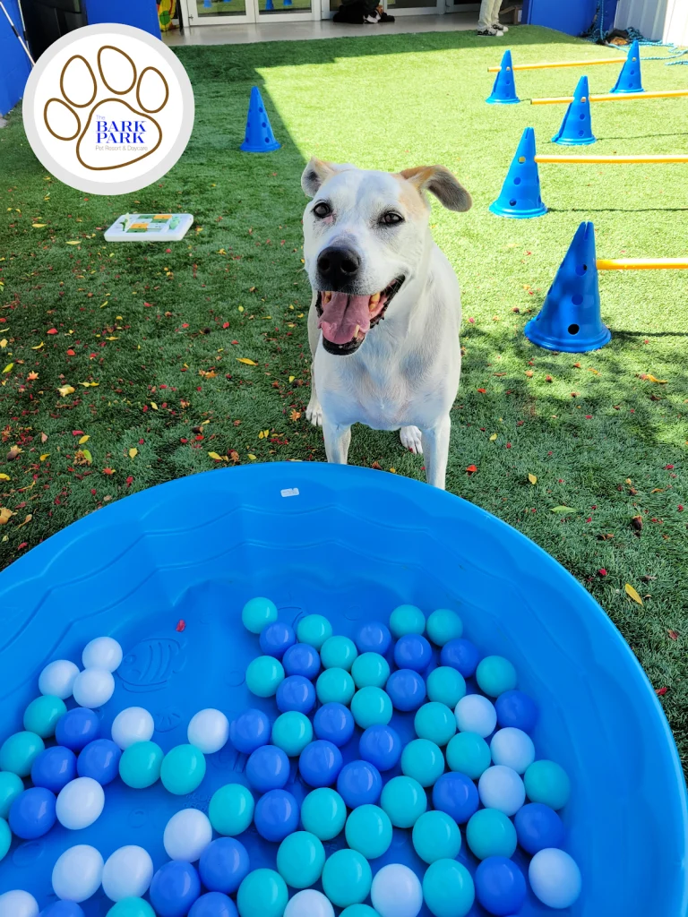 The Bark Park, a dog-friendly dog park in Sacramento, California