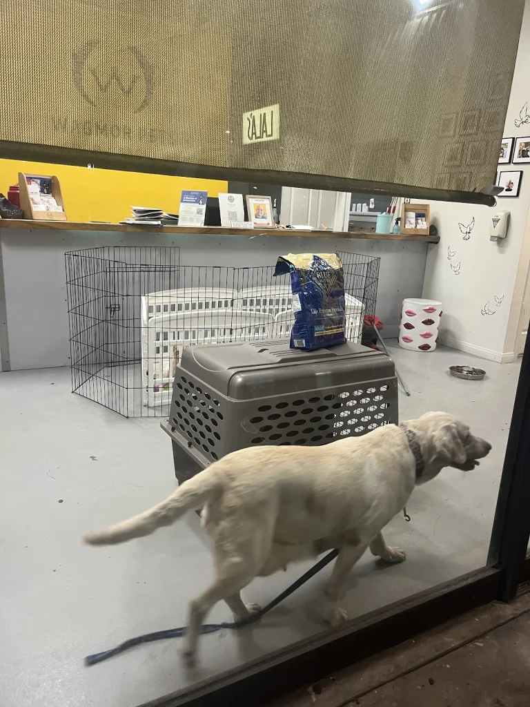 The Rescue Train, a dog-friendly animal rescue in Studio City, California