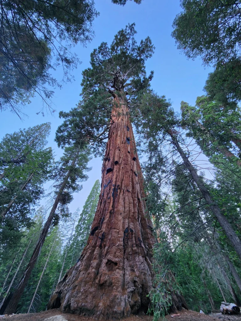Trail of 100 Giants, a dog-friendly hiking trail in Springville, California