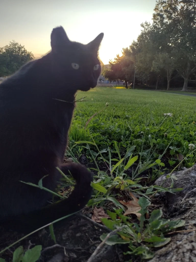 Trower Park, a dog-friendly park in Vacaville, California
