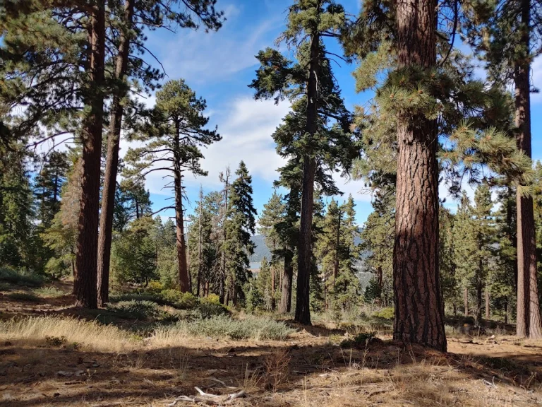 Truck Trails Big Bear Ca