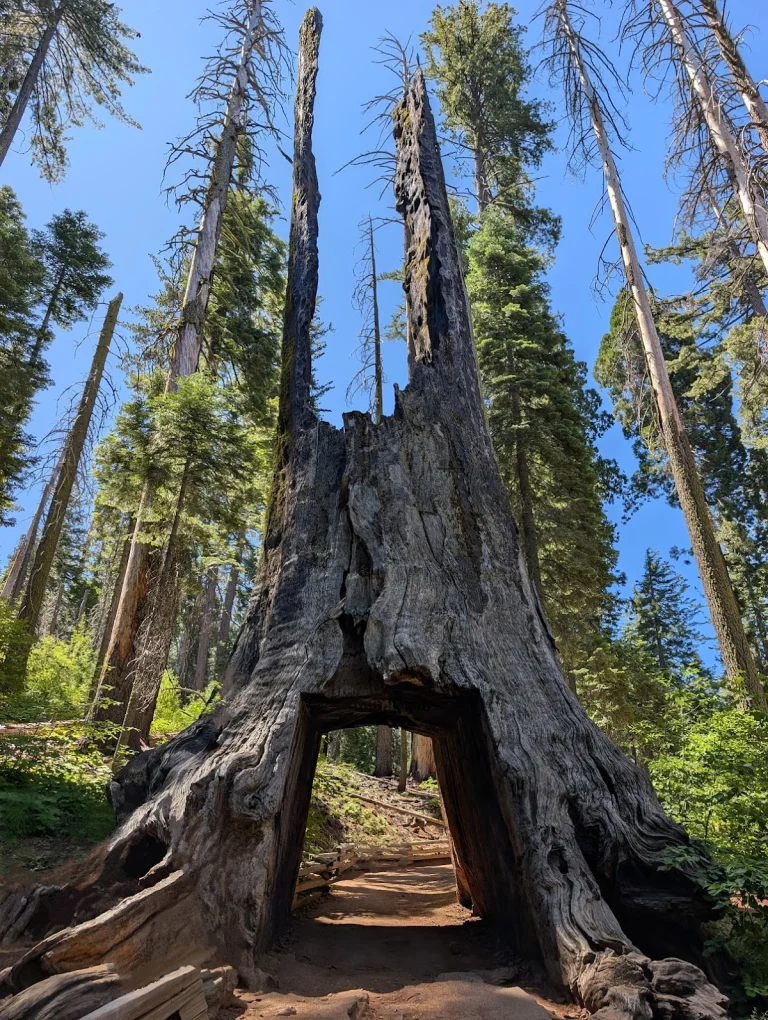 Tuolumne Grove Trailhead