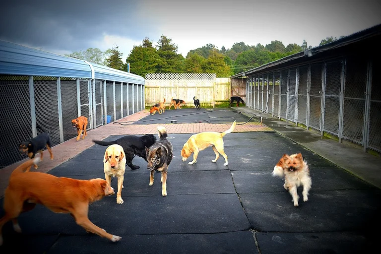 VIP Boarding & Daycare, a dog-friendly pet boarding facility in Arcata, California