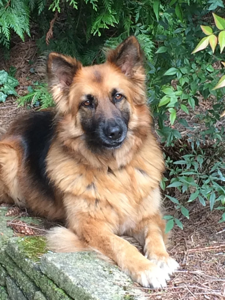 Westside German Shepherd, a dog-friendly animal rescue in Los Angeles, California