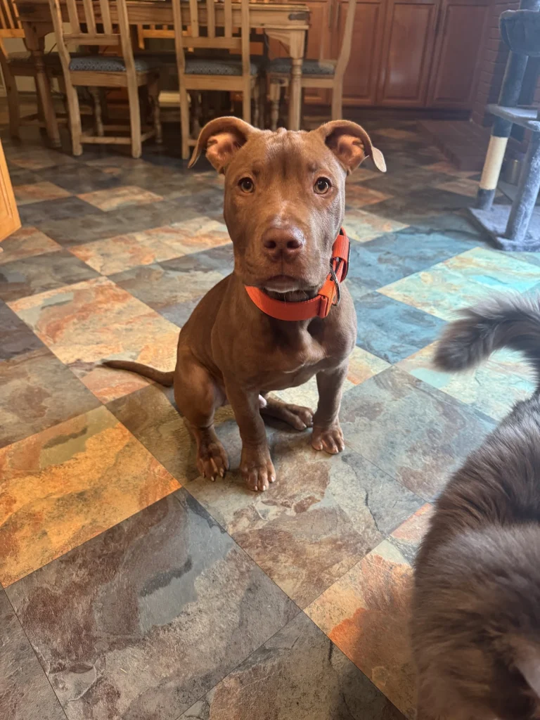 Whittier Dog Club Google Places photo