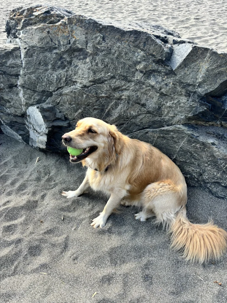 Woodcroft Doggy Day Camp