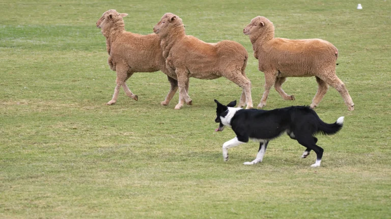 Border collie herding sheep